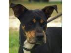 Adopt Lizzie JuM a Shar-Pei, Mixed Breed