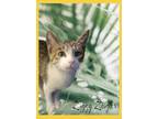 Adopt Ziggy Zeigler a Domestic Short Hair