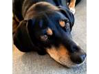 Adopt Anjea Mama a Black and Tan Coonhound, Mixed Breed