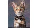 Adopt Ash a Domestic Short Hair, Tabby