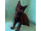 Adopt Gabriel a Bombay