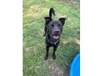 Adopt Max a Labrador Retriever, Chow Chow
