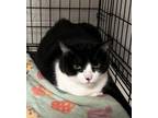 Adopt Buddy a Domestic Short Hair