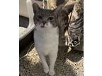 Adopt Fox a Domestic Short Hair