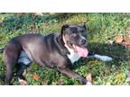 Adopt Smiling Ricky a Terrier, Labrador Retriever