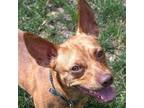 Adopt Bob Dylan a Rat Terrier