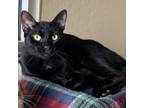 Adopt Manny a Domestic Short Hair