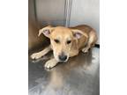 Adopt Apple a Carolina Dog, Mixed Breed