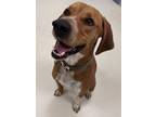 Adopt Rusty a Redbone Coonhound, Beagle