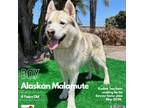 Adopt Kodiak a Husky, Alaskan Malamute