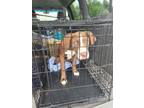 Adopt Blaze a Mountain Cur