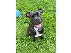 Adopt Karl Von WiggleBottom a Boxer, Pit Bull Terrier