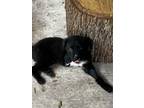Adopt Scooter (S Puppies) a Labrador Retriever, Shepherd