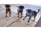 Lady Gaga Rottweiler Puppy Female