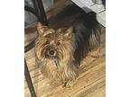 Marley Yorkie, Yorkshire Terrier Adult Male