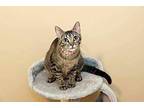 Miss Kitty Domestic Shorthair Young Female