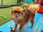 Hershey Papillon Adult Male