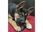 Arrow Husky Puppy Female