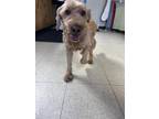 Polly Poodle (Standard) Adult Female