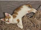 Chibs Domestic Shorthair Kitten Male