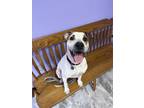 Tootsie American Pit Bull Terrier Adult Female