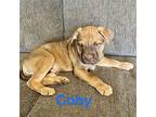 Coby Golden Retriever Puppy Male