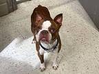 Tank Boston Terrier Adult Male