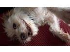 Babsy Terrier (Unknown Type, Medium) Adult Female