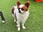 Issie Papillon Adult Female