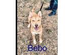 Bebo Labrador Retriever Adult Male