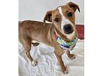 Milano Mixed Breed (Medium) Puppy Male