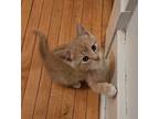 Jax Domestic Shorthair Kitten Male
