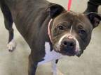 Jordan American Pit Bull Terrier Adult Female