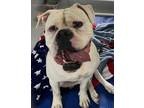 Samuel L. Jackson 389-24 American Bulldog Adult Male