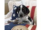 Jasper Beagle Puppy Male
