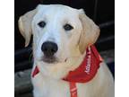 Saylor Labrador Retriever Puppy Male