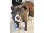 Saturn American Pit Bull Terrier Adult Female