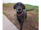 Bertha Hound (Unknown Type) Young Female
