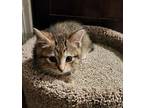 Ginger Domestic Mediumhair Kitten Female