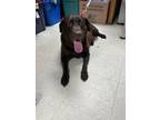 Twinkle Labrador Retriever Adult Female