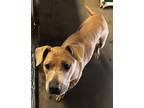 Hadley American Pit Bull Terrier Adult Female