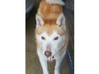 Apollo Husky Adult Male