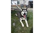 Lexie Husky Adult Female