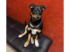 Sally Seuss Rat Terrier Puppy Female