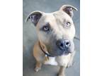 Beast American Pit Bull Terrier Adult Male