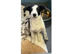 Bowie Border Collie Puppy Male