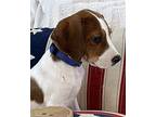Jordan Beagle Puppy Male