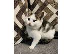 Rita Domestic Mediumhair Kitten Female