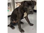 Blackey American Pit Bull Terrier Adult Female