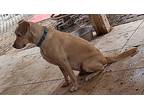 Nala Labrador Retriever Adult Female